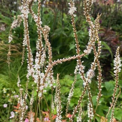 Persicaria amplexicaulis 'Alba Junior'